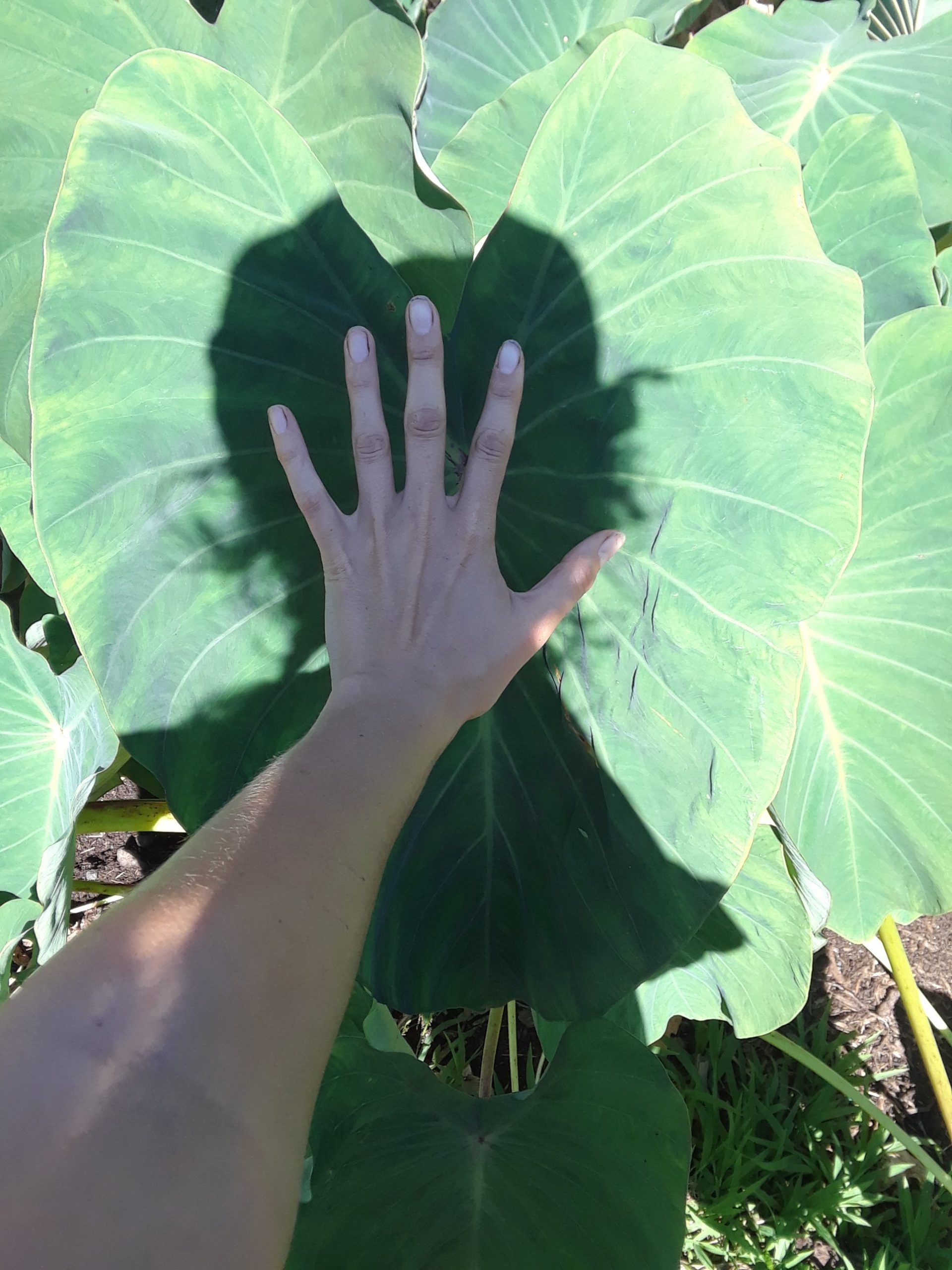 *NEW Kalo (Taro) Leaf - Rachael -  Bookmark main image 0
